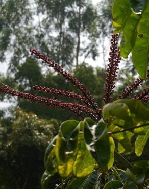 Fotografia 8 da espécie Schefflera actinophylla no Jardim Botânico UTAD