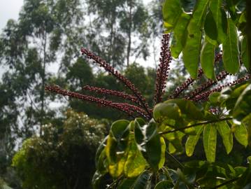 Fotografia da espécie Schefflera actinophylla