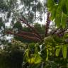 Fotografia 8 da espécie Schefflera actinophylla do Jardim Botânico UTAD