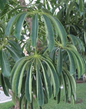 Fotografia 9 da espécie Schefflera actinophylla no Jardim Botânico UTAD