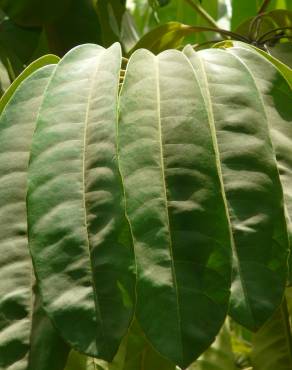 Fotografia 10 da espécie Schefflera actinophylla no Jardim Botânico UTAD