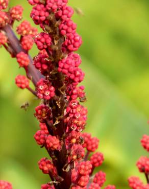 Fotografia 11 da espécie Schefflera actinophylla no Jardim Botânico UTAD