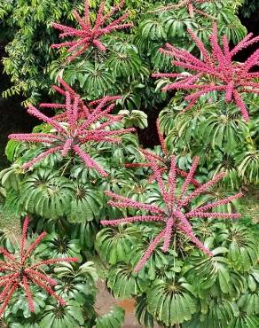 Fotografia 12 da espécie Schefflera actinophylla no Jardim Botânico UTAD