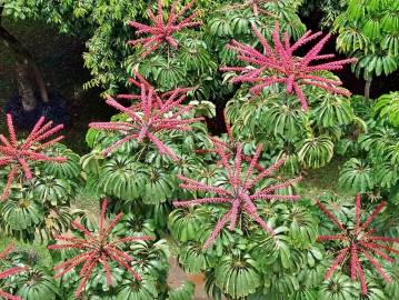 Fotografia da espécie Schefflera actinophylla