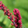 Fotografia 13 da espécie Schefflera actinophylla do Jardim Botânico UTAD