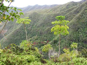 Fotografia da espécie Schefflera actinophylla