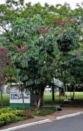 Fotografia da espécie Schefflera actinophylla