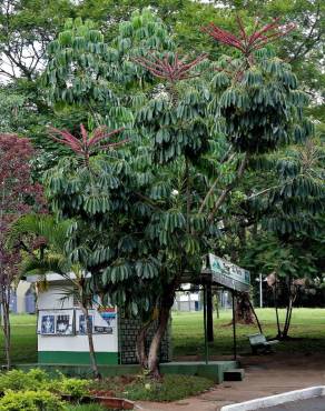 Fotografia 15 da espécie Schefflera actinophylla no Jardim Botânico UTAD