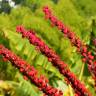 Fotografia 16 da espécie Schefflera actinophylla do Jardim Botânico UTAD