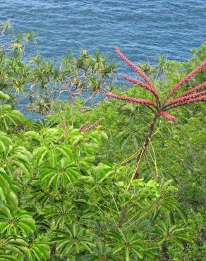 Fotografia 18 da espécie Schefflera actinophylla no Jardim Botânico UTAD