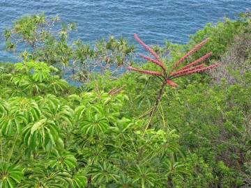 Fotografia da espécie Schefflera actinophylla