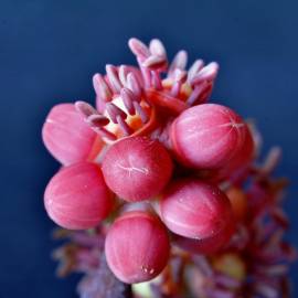 Fotografia da espécie Schefflera actinophylla