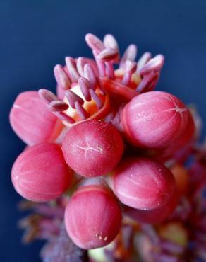 Fotografia 19 da espécie Schefflera actinophylla no Jardim Botânico UTAD