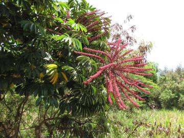 Fotografia da espécie Schefflera actinophylla