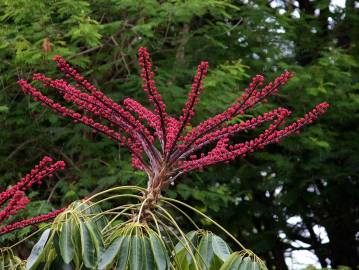 Fotografia da espécie Schefflera actinophylla