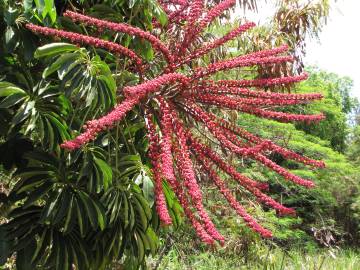 Fotografia da espécie Schefflera actinophylla