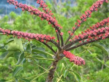 Fotografia da espécie Schefflera actinophylla