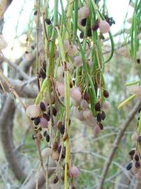 Fotografia da espécie Plocama pendula