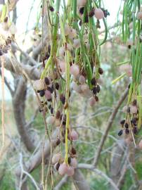 Fotografia da espécie Plocama pendula