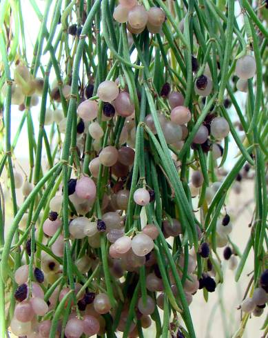 Fotografia de capa Plocama pendula - do Jardim Botânico