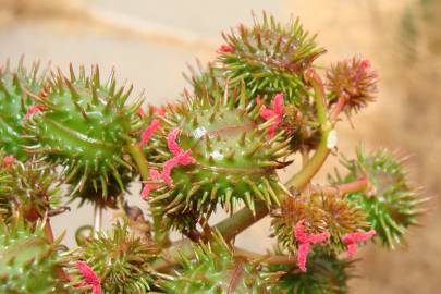 Fotografia da espécie Ricinus communis