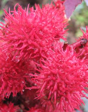 Fotografia 5 da espécie Ricinus communis no Jardim Botânico UTAD