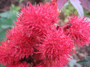 Fotografia da espécie Ricinus communis