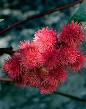 Fotografia 6 da espécie Ricinus communis no Jardim Botânico UTAD