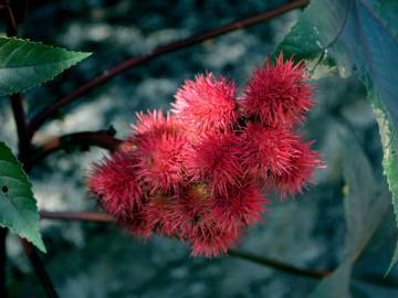 Fotografia da espécie Ricinus communis