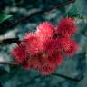 Fotografia 6 da espécie Ricinus communis do Jardim Botânico UTAD