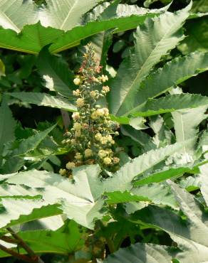 Fotografia 7 da espécie Ricinus communis no Jardim Botânico UTAD