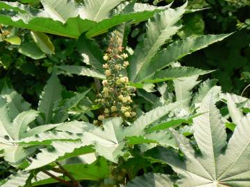 Fotografia da espécie Ricinus communis