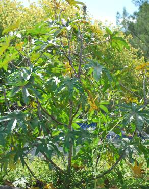 Fotografia 8 da espécie Ricinus communis no Jardim Botânico UTAD