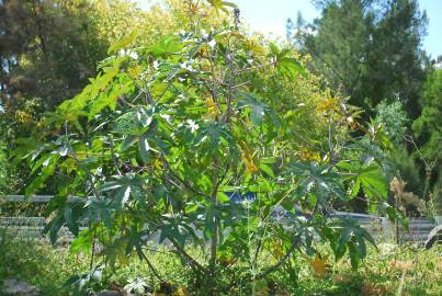 Fotografia da espécie Ricinus communis