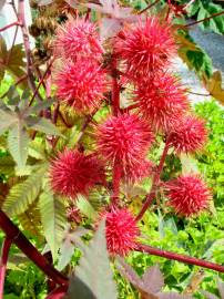 Fotografia da espécie Ricinus communis