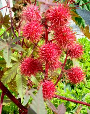 Fotografia 1 da espécie Ricinus communis no Jardim Botânico UTAD