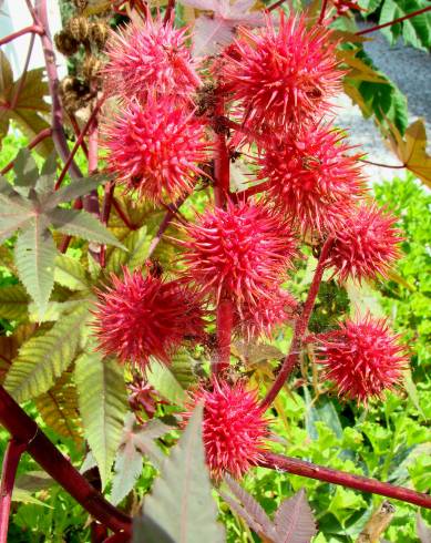 Fotografia de capa Ricinus communis - do Jardim Botânico