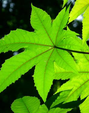 Fotografia 9 da espécie Ricinus communis no Jardim Botânico UTAD