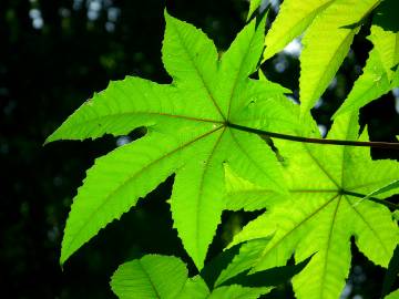 Fotografia da espécie Ricinus communis