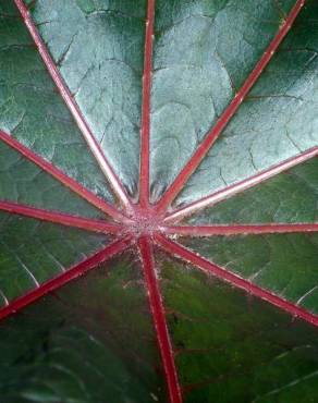 Fotografia 10 da espécie Ricinus communis no Jardim Botânico UTAD