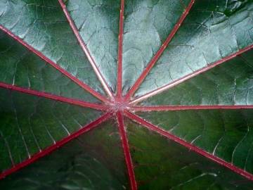 Fotografia da espécie Ricinus communis