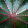 Fotografia 10 da espécie Ricinus communis do Jardim Botânico UTAD