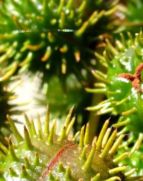 Fotografia 11 da espécie Ricinus communis no Jardim Botânico UTAD