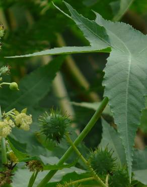 Fotografia 12 da espécie Ricinus communis no Jardim Botânico UTAD