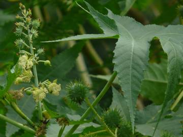 Fotografia da espécie Ricinus communis