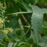 Fotografia 12 da espécie Ricinus communis do Jardim Botânico UTAD