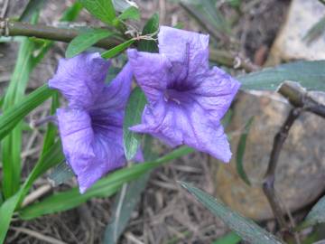 Fotografia da espécie Ruellia tuberosa