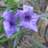 Fotografia 3 da espécie Ruellia tuberosa do Jardim Botânico UTAD