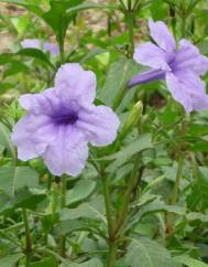 Ruellia tuberosa