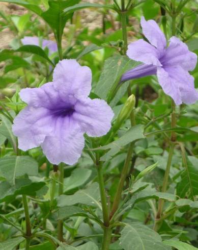 Fotografia de capa Ruellia tuberosa - do Jardim Botânico